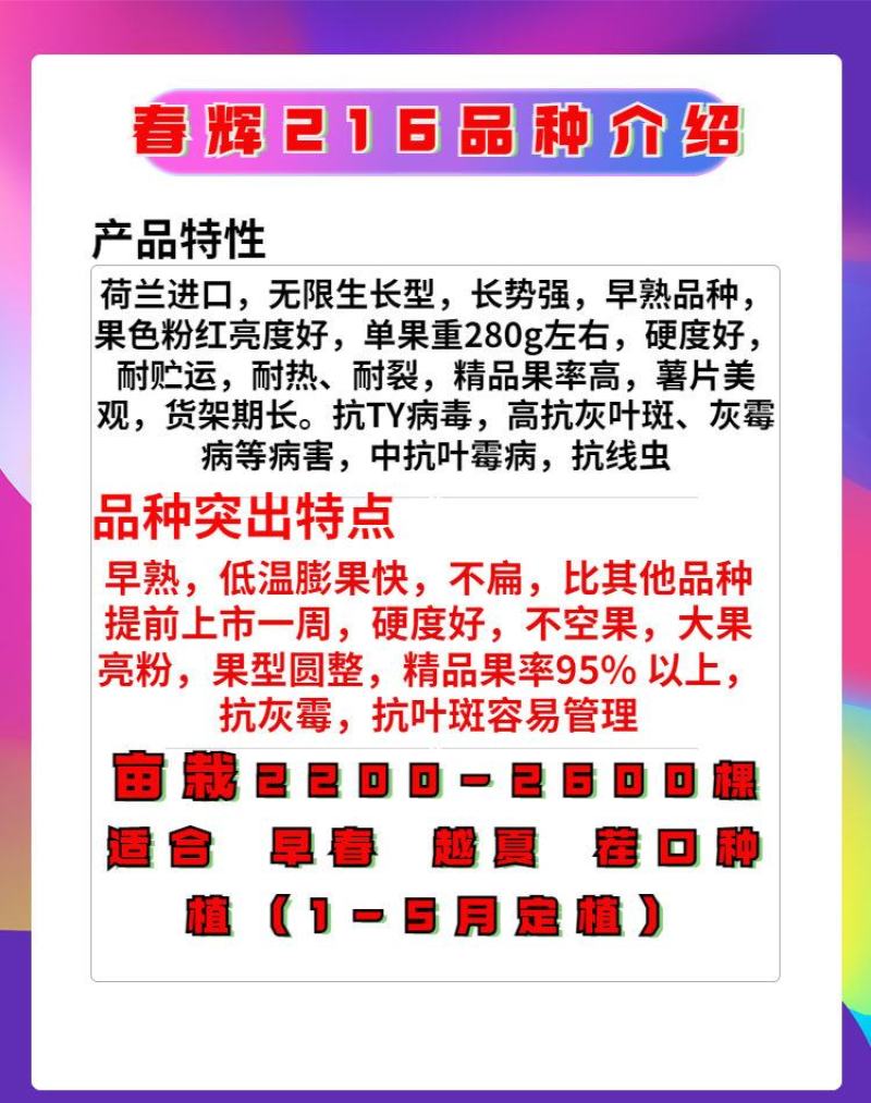 番茄苗早春西红柿苗早熟抗病毒进口番茄苗早春大果西红柿苗