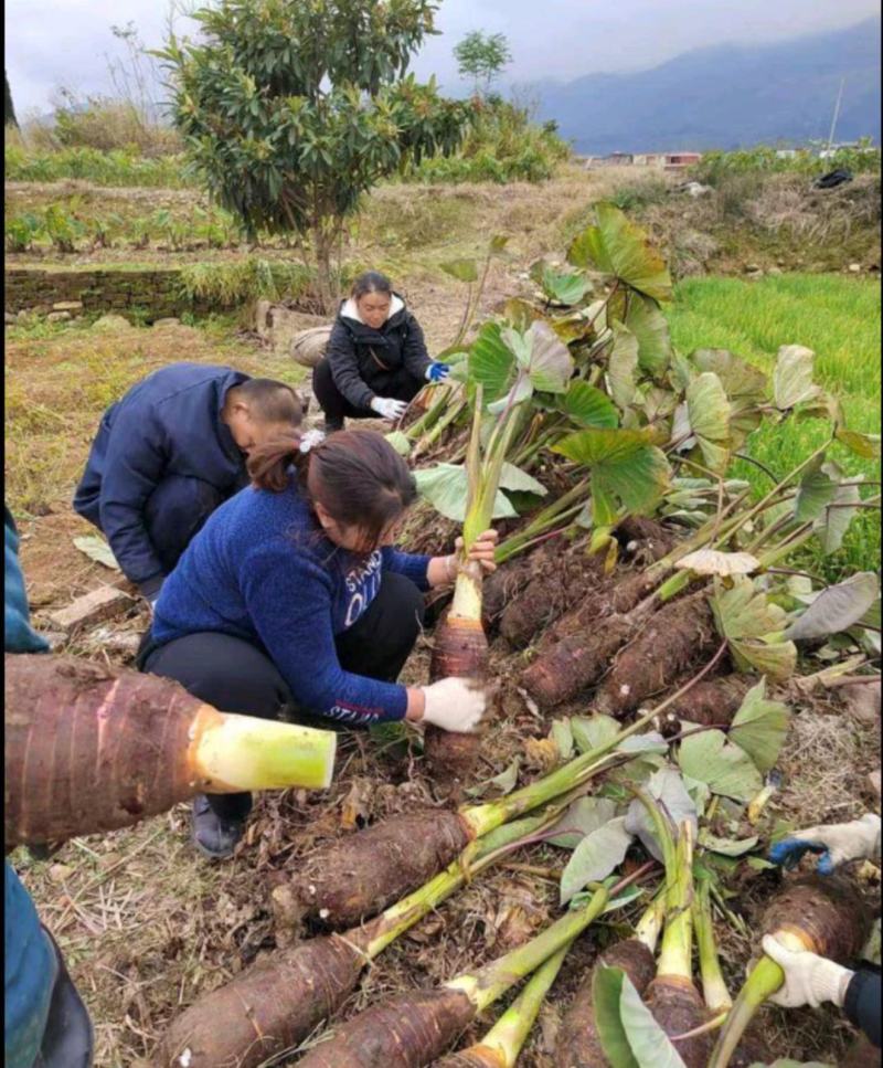 炮荡香芋3到5斤以上