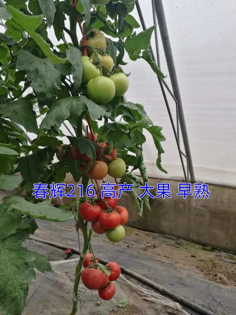 番茄种子早春西红柿种子成熟早，抗病进口番茄种子西红柿种子