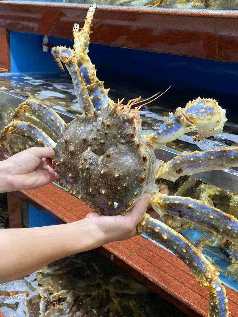 鲜活帝王蟹保证鲜活口感好肉质细腻