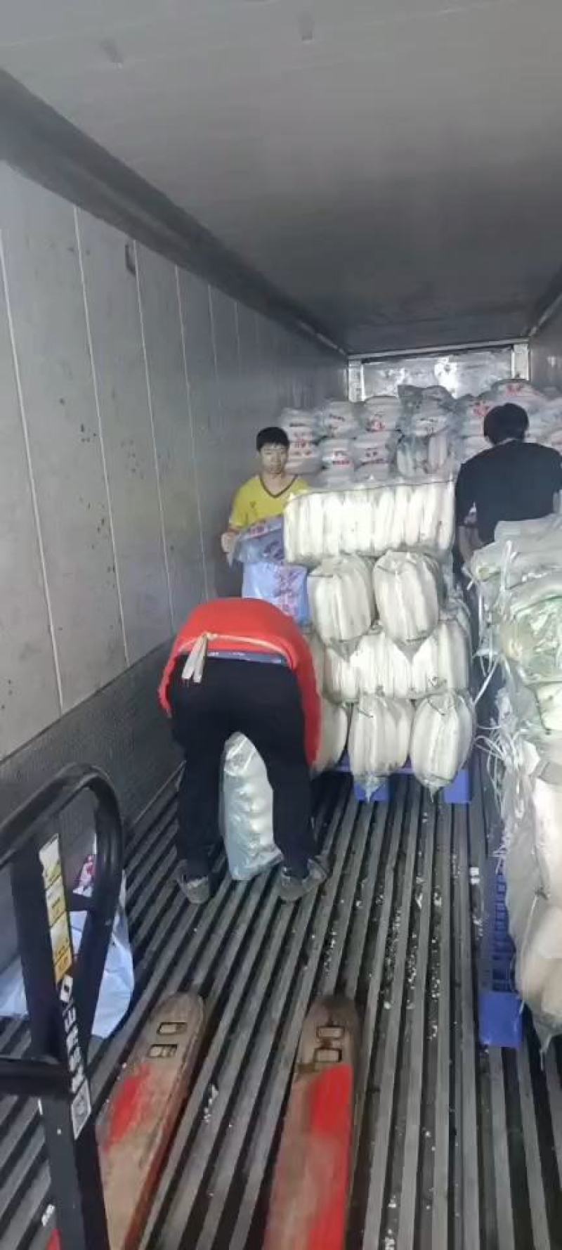 萝卜-白萝卜已经上市，欢迎新老客户来采购，价格美丽