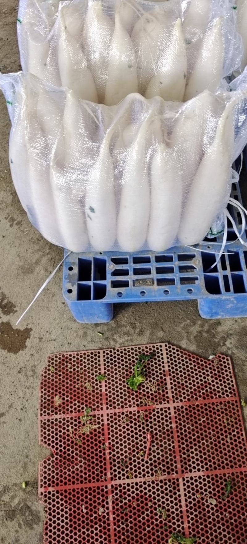 萝卜-白萝卜已经上市，欢迎新老客户来采购，价格美丽