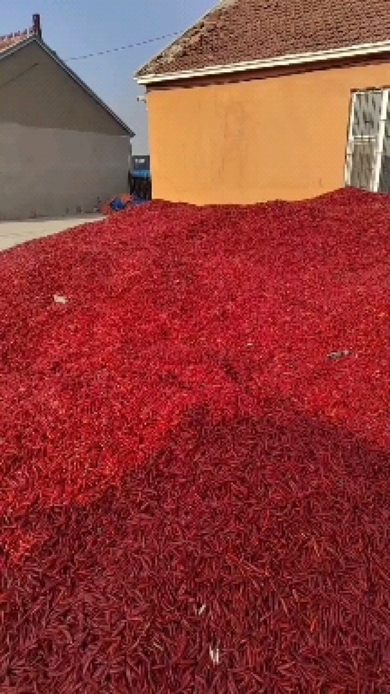 上万亩辣椒产地直销欢迎通过一亩田线上联系我