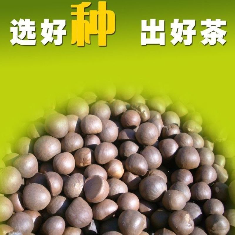 绿茶种子特早茶种子耐寒茶叶种子茶树籽各种茶叶种子