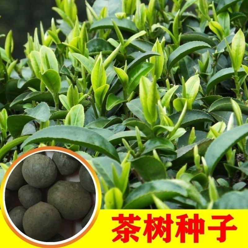 绿茶种子特早茶种子耐寒茶叶种子茶树籽各种茶叶种子