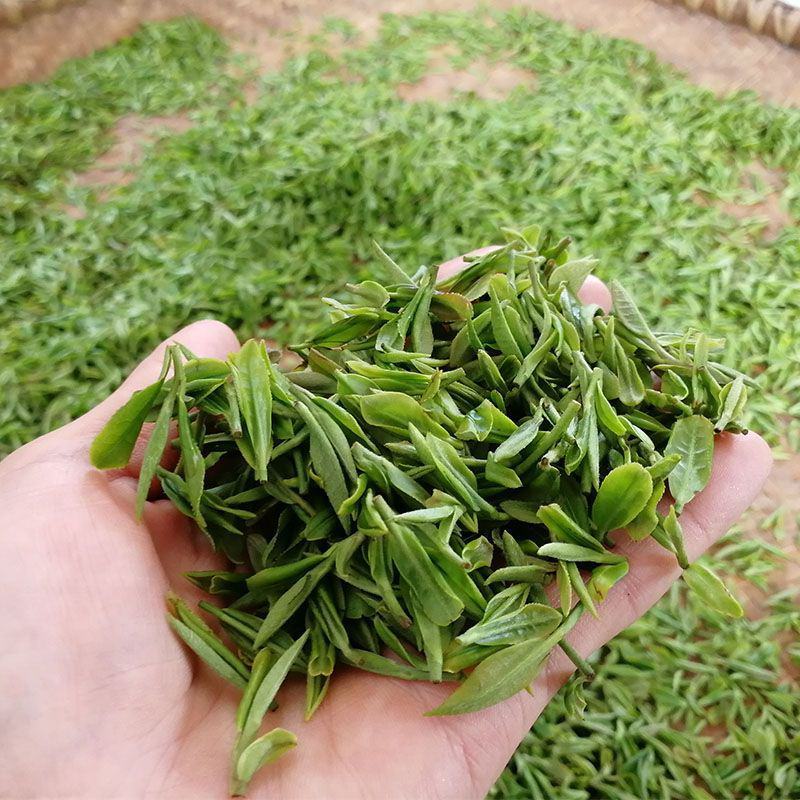 绿茶种子特早茶种子耐寒茶叶种子茶树籽各种茶叶种子