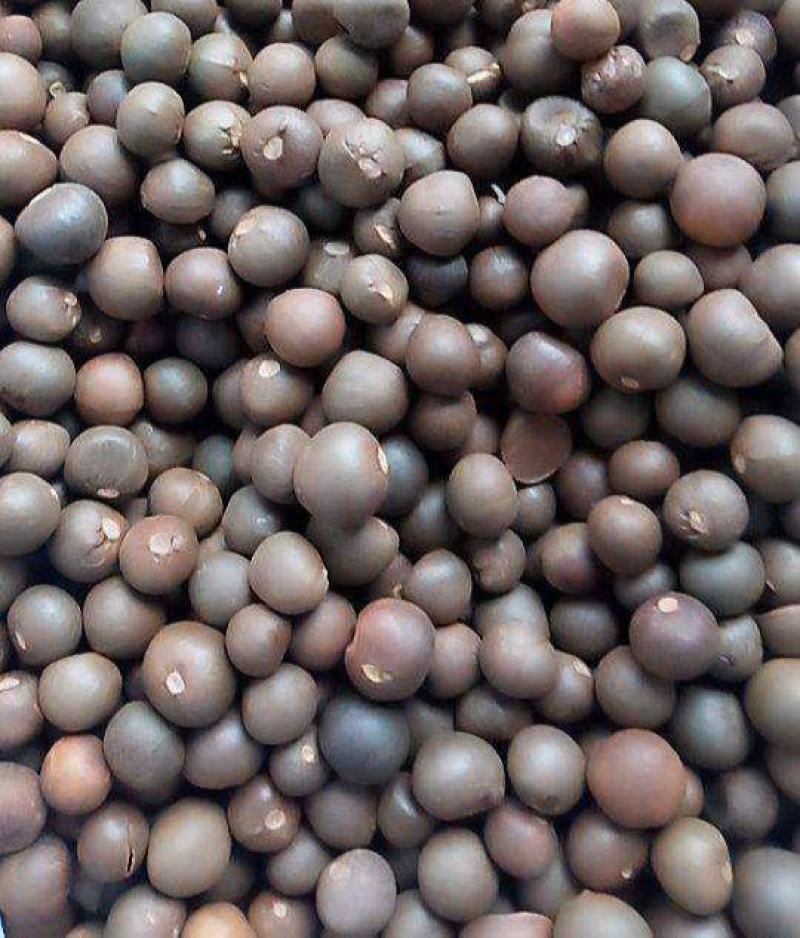 绿茶种子特早茶种子耐寒茶叶种子茶树籽各种茶叶种子