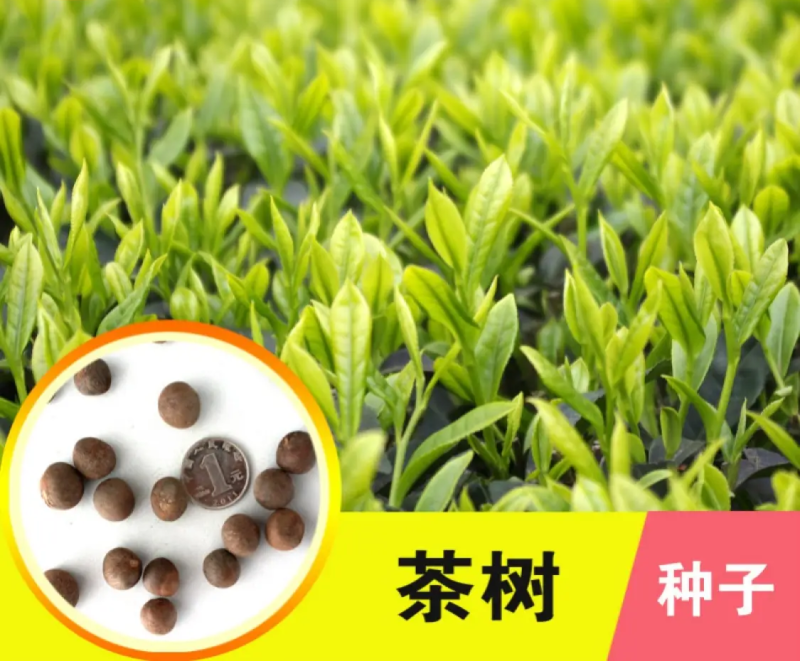 绿茶种子特早茶种子耐寒茶叶种子茶树籽各种茶叶种子