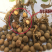 绿茶种子特早茶种子耐寒茶叶种子茶树籽各种茶叶种子