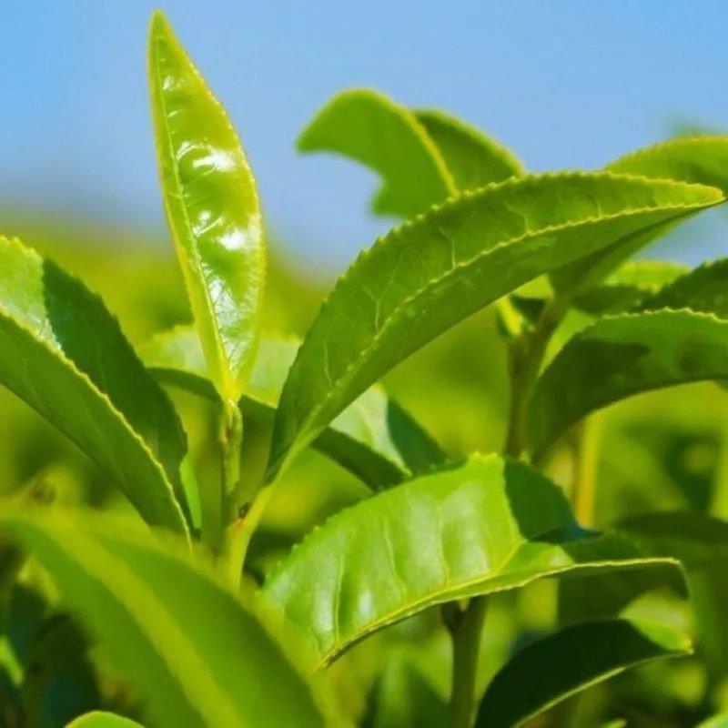 绿茶种子特早茶种子耐寒茶叶种子茶树籽各种茶叶种子