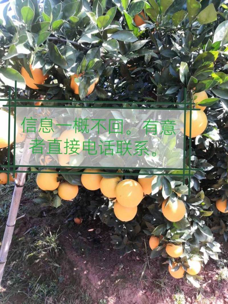 赣南脐橙，信丰上万亩稀土元素种植的脐橙等你来选购。