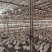 原粮乳鸽每天新鲜屠宰，广州佛山送货上门，广东省包邮到，