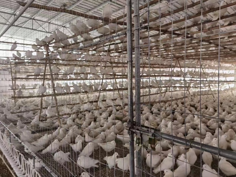 原粮乳鸽每天新鲜屠宰，广州佛山送货上门，广东省包邮到，