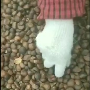 干油茶籽，