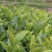 早茶种子龙井茶树种新采茶树铁观音茶种大红袍茶树种籽