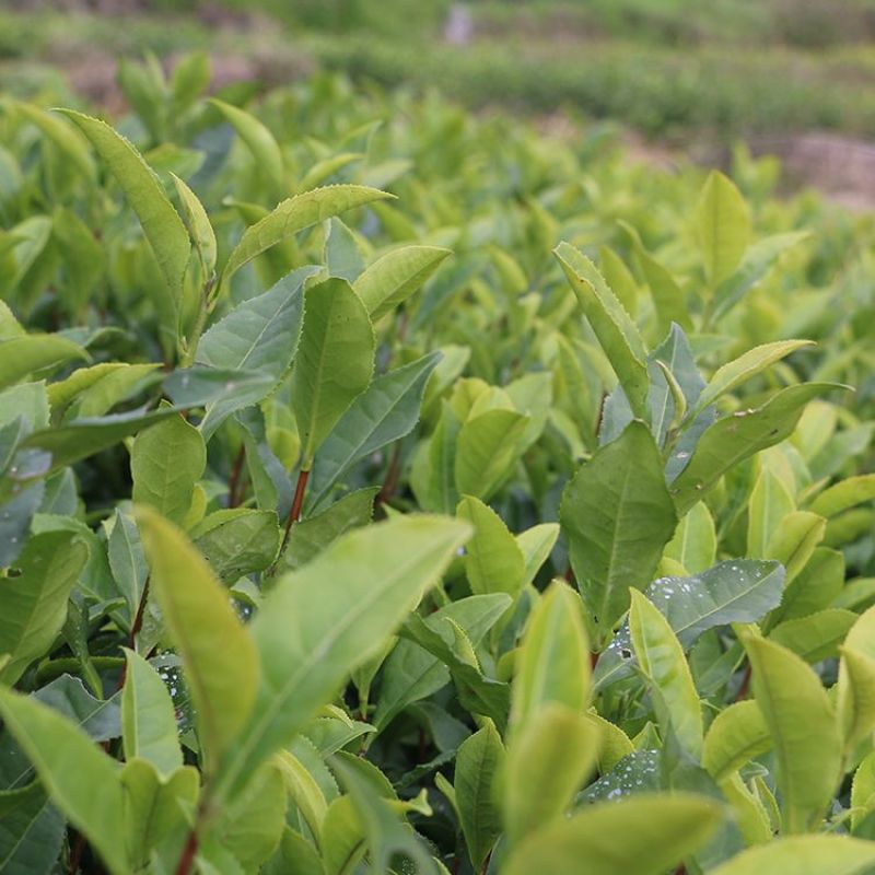 早茶种子龙井茶树种新采茶树铁观音茶种大红袍茶树种籽