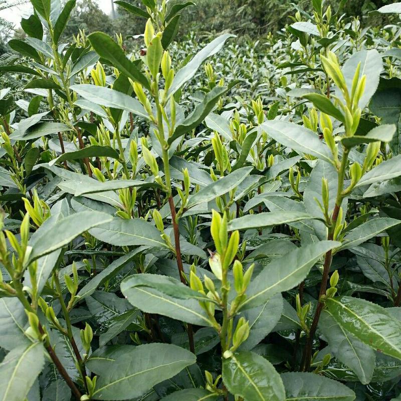早茶种子龙井茶树种新采茶树铁观音茶种大红袍茶树种籽
