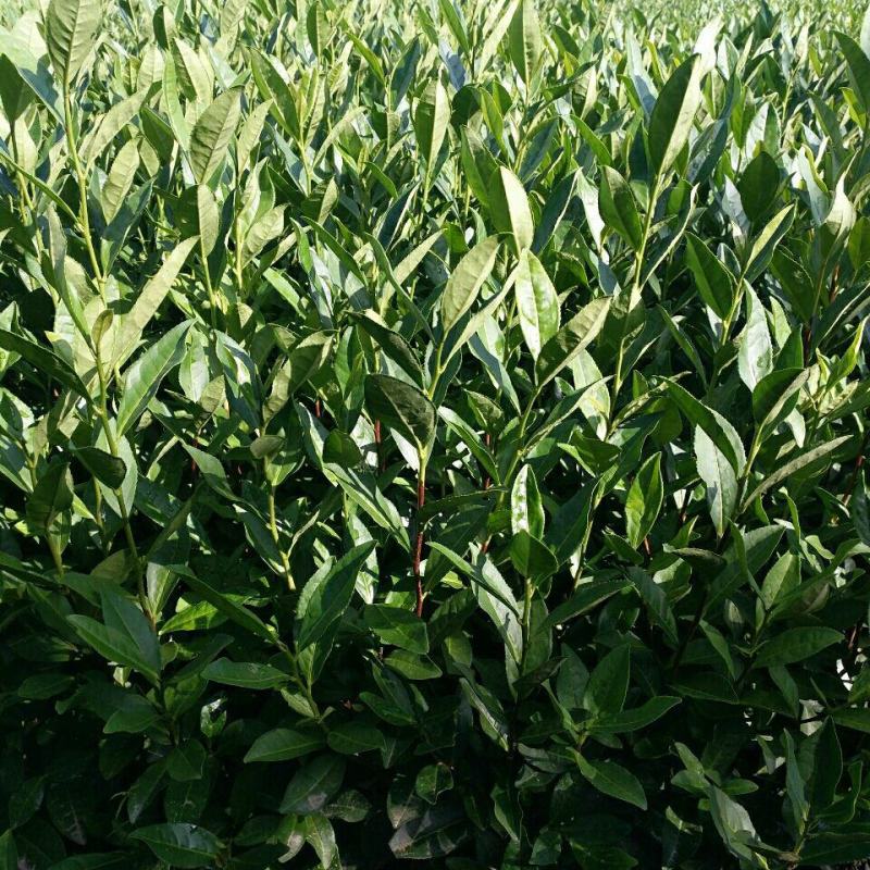 早茶种子龙井茶树种新采茶树铁观音茶种大红袍茶树种籽