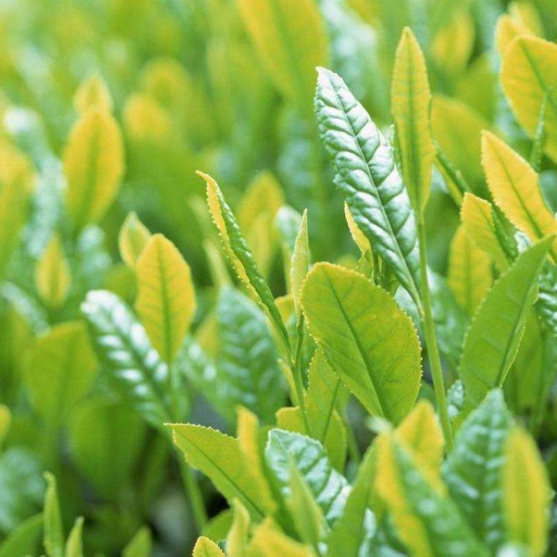 早茶种子龙井茶树种新采茶树铁观音茶种大红袍茶树种籽