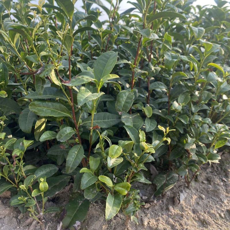 早茶种子龙井茶树种新采茶树铁观音茶种大红袍茶树种籽