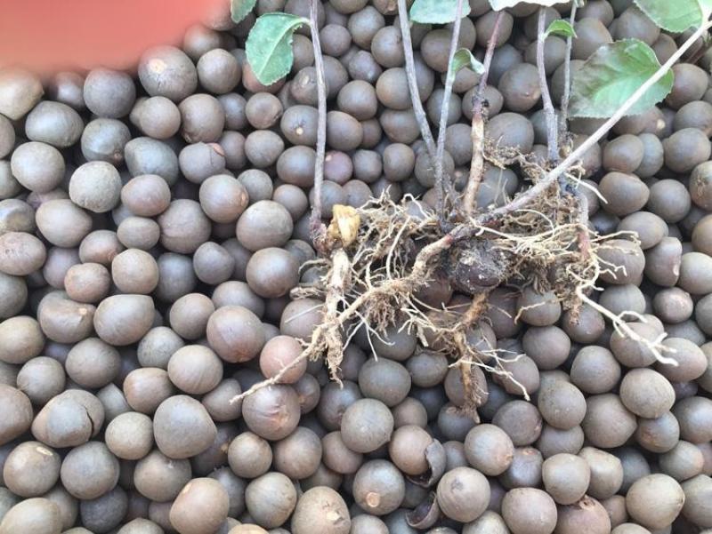 早茶种子龙井茶树种新采茶树铁观音茶种大红袍茶树种籽