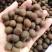 早茶种子龙井茶树种新采茶树铁观音茶种大红袍茶树种籽