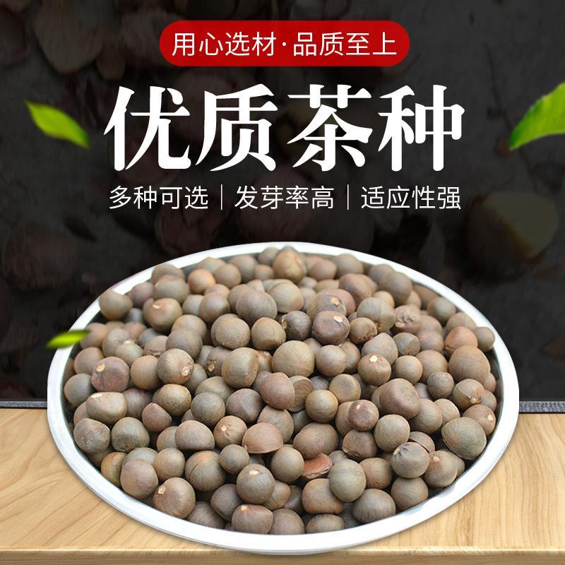 早茶种子龙井茶树种新采茶树铁观音茶种大红袍茶树种籽