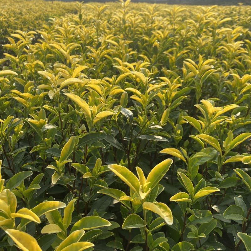 早茶种子龙井茶树种新采茶树铁观音茶种大红袍茶树种籽