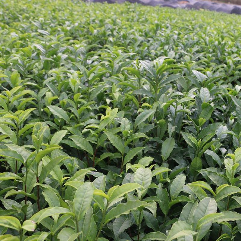 早茶种子龙井茶树种新采茶树铁观音茶种大红袍茶树种籽