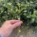 早茶种子龙井茶树种新采茶树铁观音茶种大红袍茶树种籽