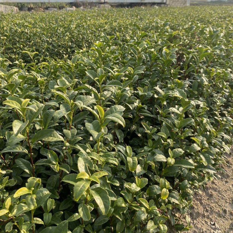 早茶种子龙井茶树种新采茶树铁观音茶种大红袍茶树种籽