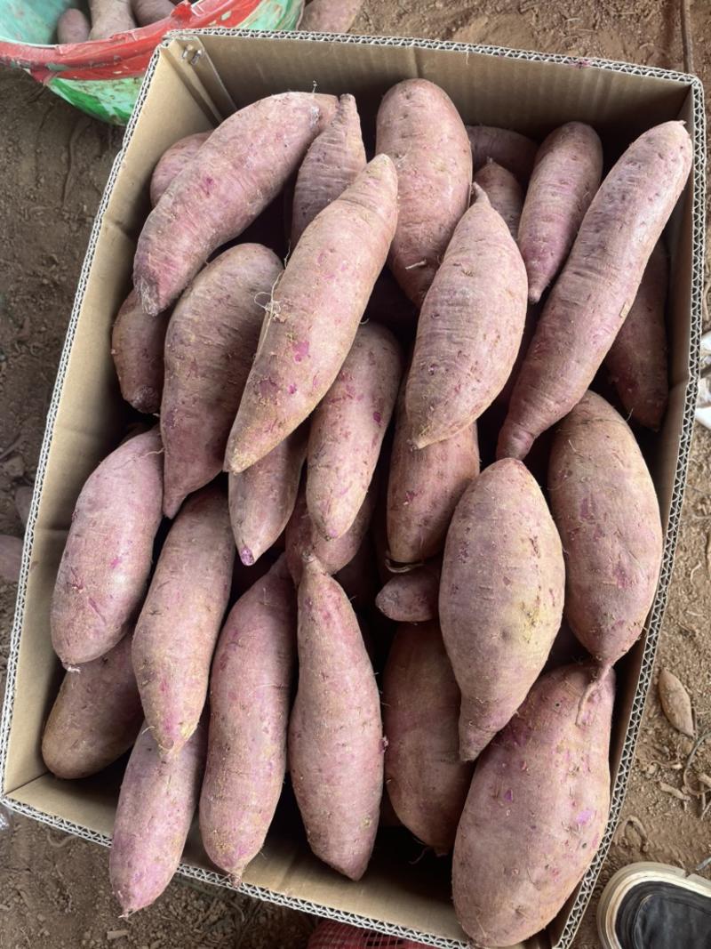 紫薯紫罗兰红薯湖北宜城紫薯红薯大量上市中支持一件代发