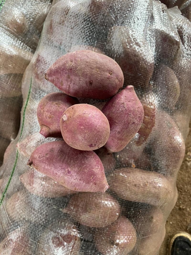 紫薯紫罗兰红薯湖北宜城紫薯红薯大量上市中支持一件代发