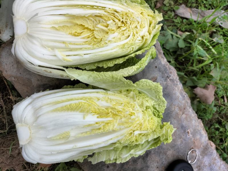 淮阳区大白菜，娃娃菜，货源充足，质量保证。价格低。
