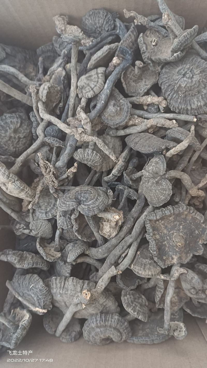 香血灵芝(有长脚，短脚，原肉的)一手货源，大量批发