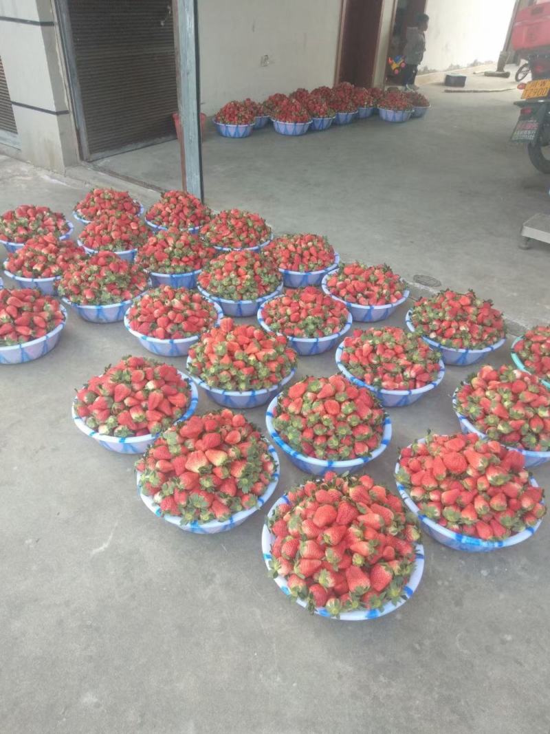 大凉山冬草莓上市中口感好耐运输货量大品质保证