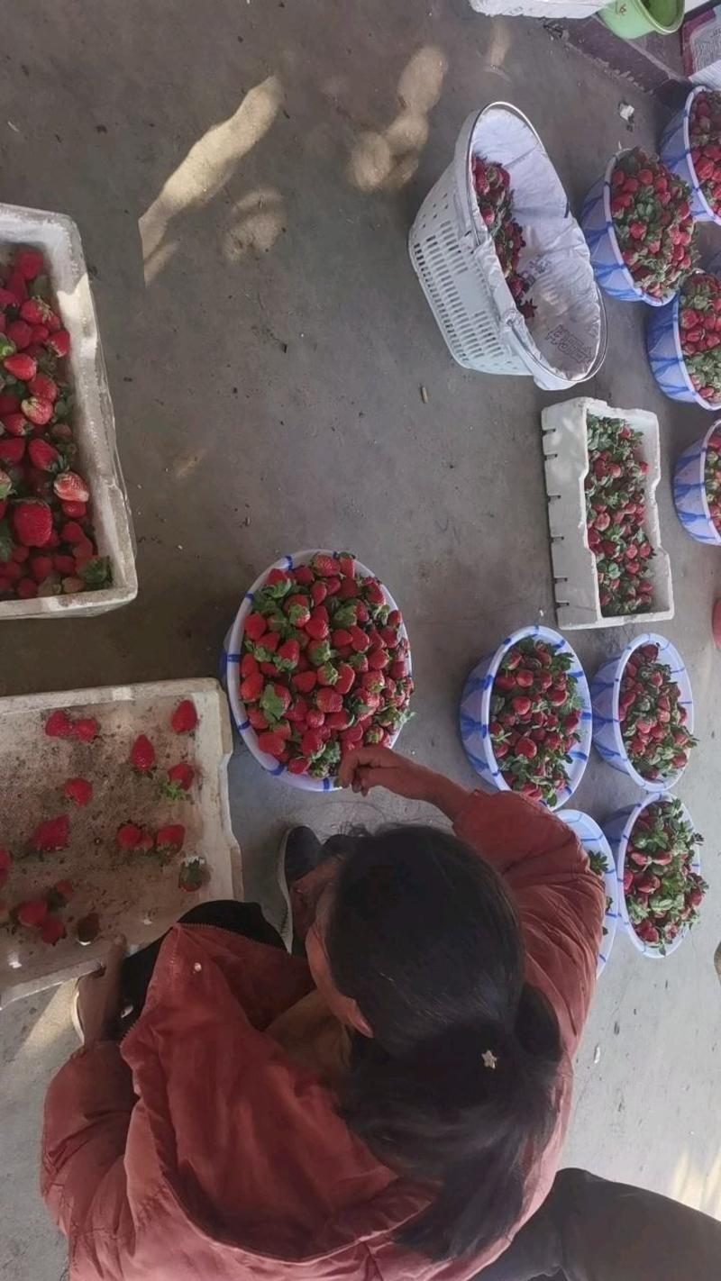 大凉山冬草莓上市中口感好耐运输货量大品质保证