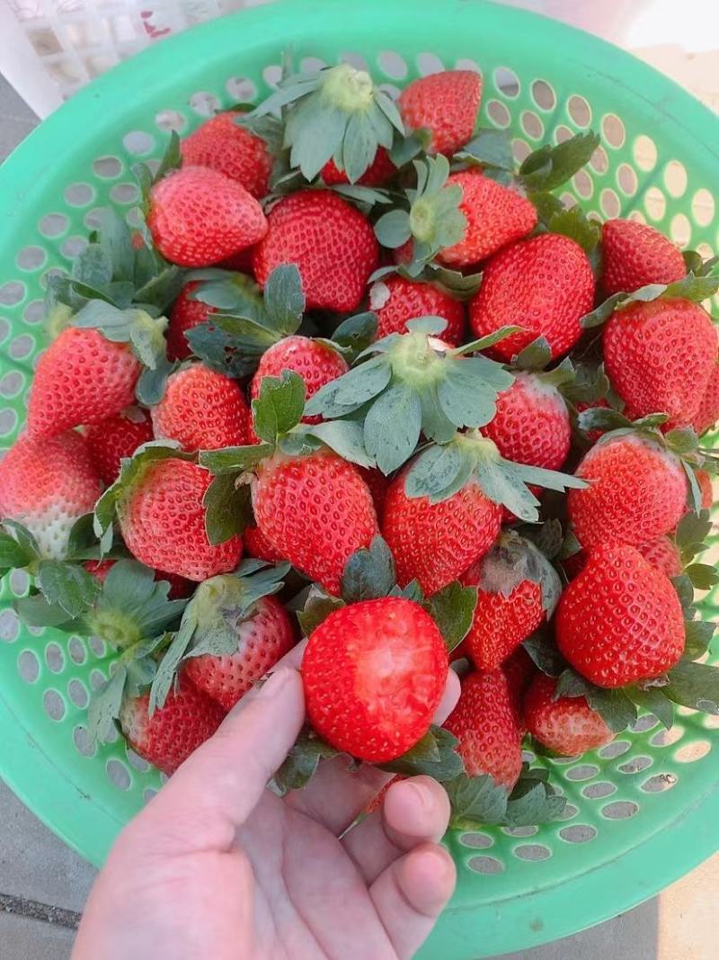 大凉山冬草莓上市中口感好耐运输货量大品质保证