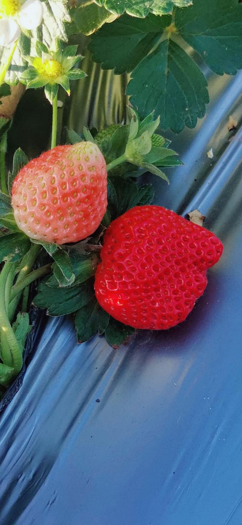 大凉山冬草莓上市中口感好耐运输货量大品质保证
