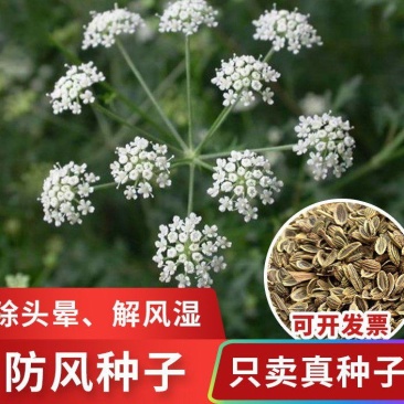 中药材防风种子防风子水防风籽回草百枝回云种子野生关防风种