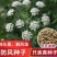 中药材防风种子防风子水防风籽回草百枝回云种子野生关防风种
