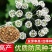中药材防风种子防风子水防风籽回草百枝回云种子野生关防风种