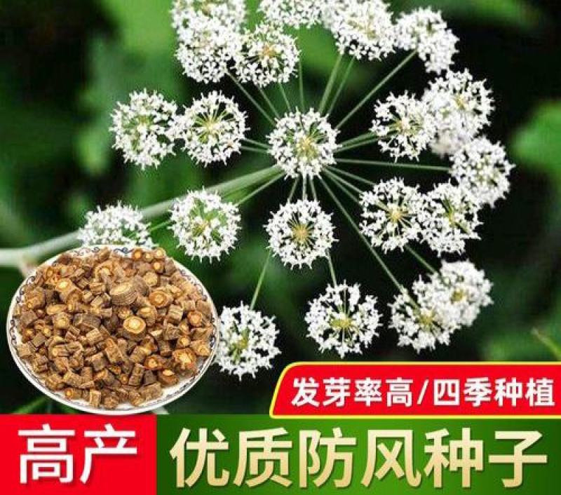 中药材防风种子防风子水防风籽回草百枝回云种子野生关防风种