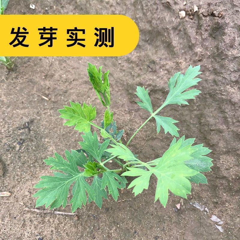 中药材防风种子防风子水防风籽回草百枝回云种子野生关防风种