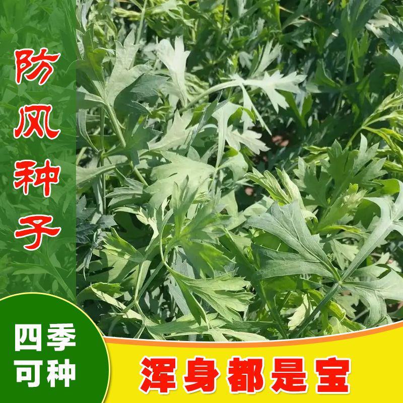 中药材防风种子防风子水防风籽回草百枝回云种子野生关防风种