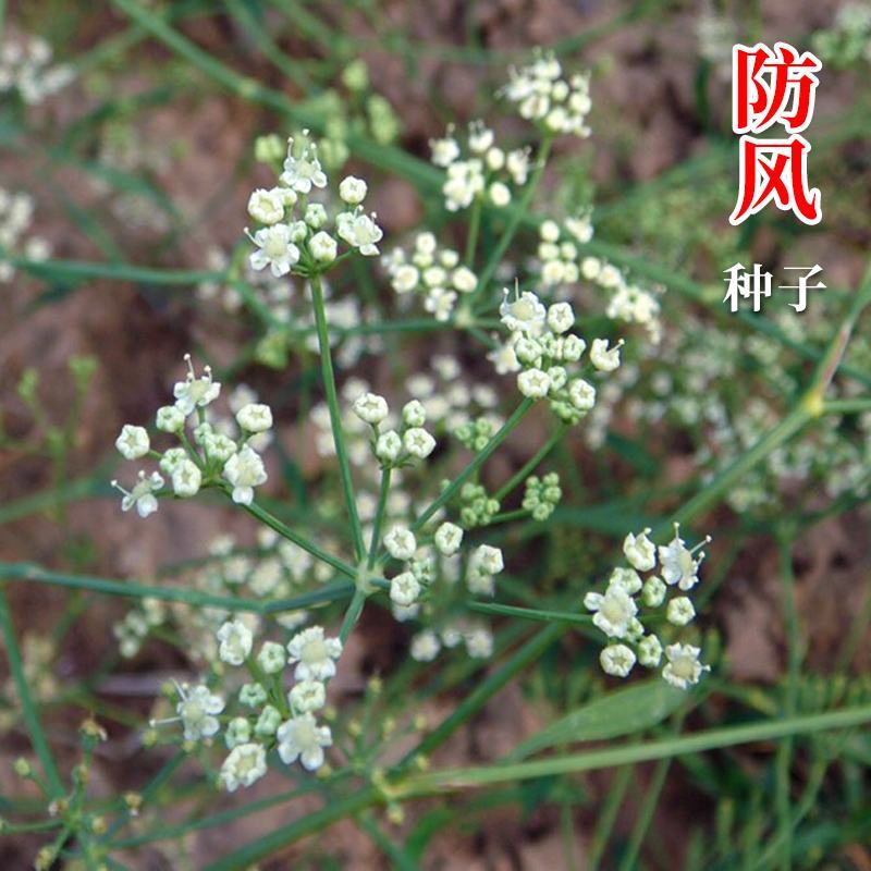 中药材防风种子防风子水防风籽回草百枝回云种子野生关防风种