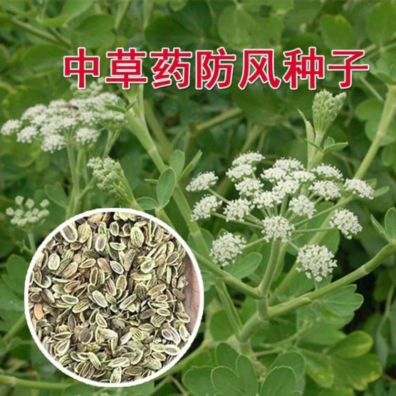 中药材防风种子防风子水防风籽回草百枝回云种子野生关防风种