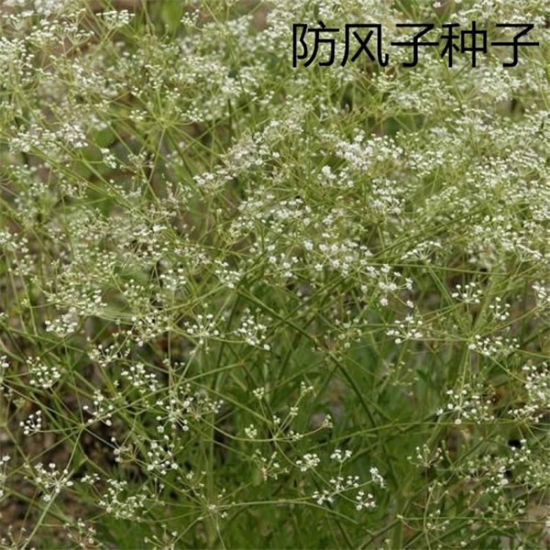 中药材防风种子防风子水防风籽回草百枝回云种子野生关防风种
