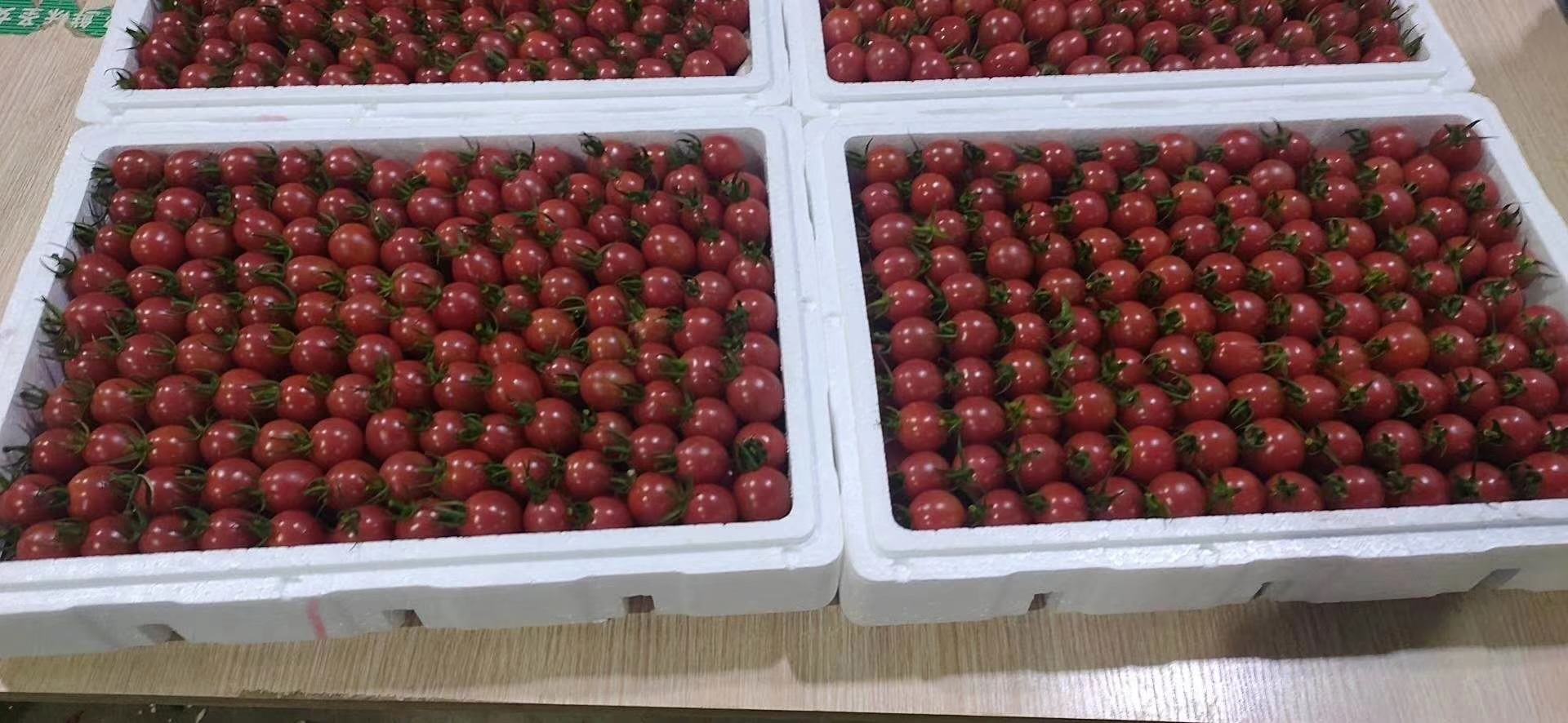 超市生鲜区摆放整齐的千禧圣女果包装盒,旁边有价格标签和产地信息 千禧圣女果在市场销售场景