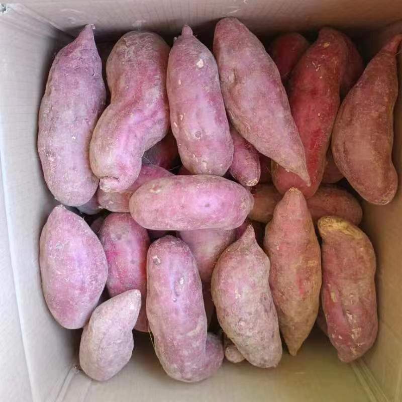 红薯西瓜红大量上市热销中